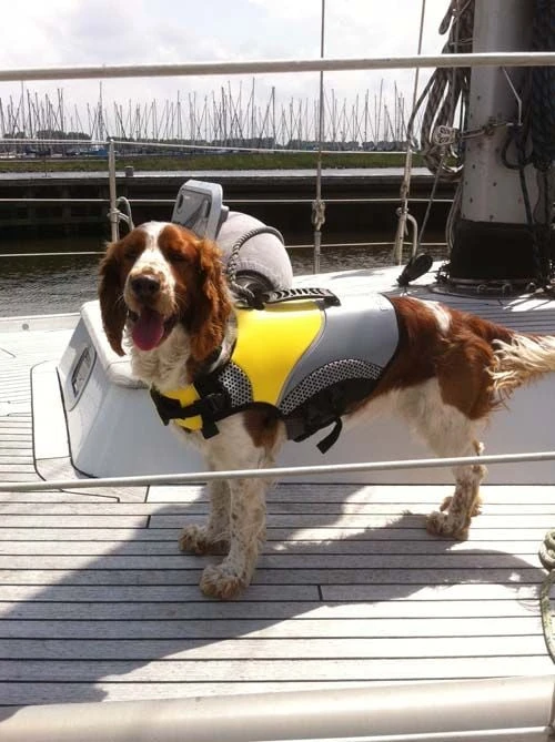 Hondenzwemvest Pro Life 3 Hondenzwemvest Pro Life - Afbeelding 3