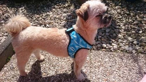 Cooling Comfy Harnass Cool Blue 2 Cooling Comfy Harnass Cool Blue - Afbeelding 2